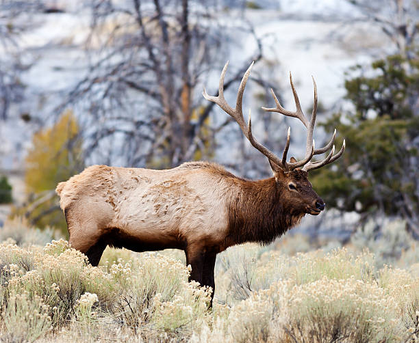 istock Elk In Yellowstone National Park 171591936