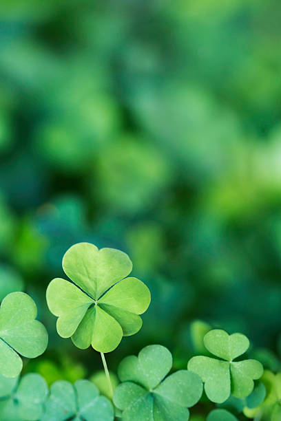 Four Leaf Clover Background Vertical Bright classic four leaf clover background. Selective focus irish culture photos stock pictures, royalty-free photos & images