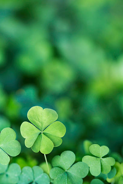 четырёхлистный клевер фон вертикальные - st patricks day clover four leaf clover irish culture стоковые фото и изображения