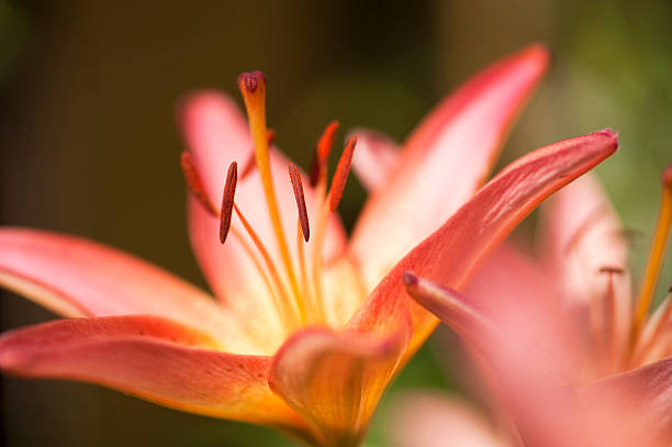 istock Stamen of a Lily 171592033