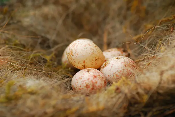 Bird`s nest of the Great Tit.Macro picture of the five eggs.latin name:Parus major