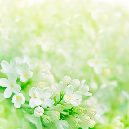 white lilac flowers on defocused background