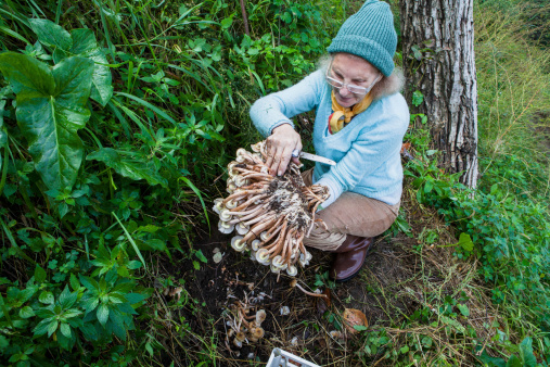Senior Woman Picking Mushrooms