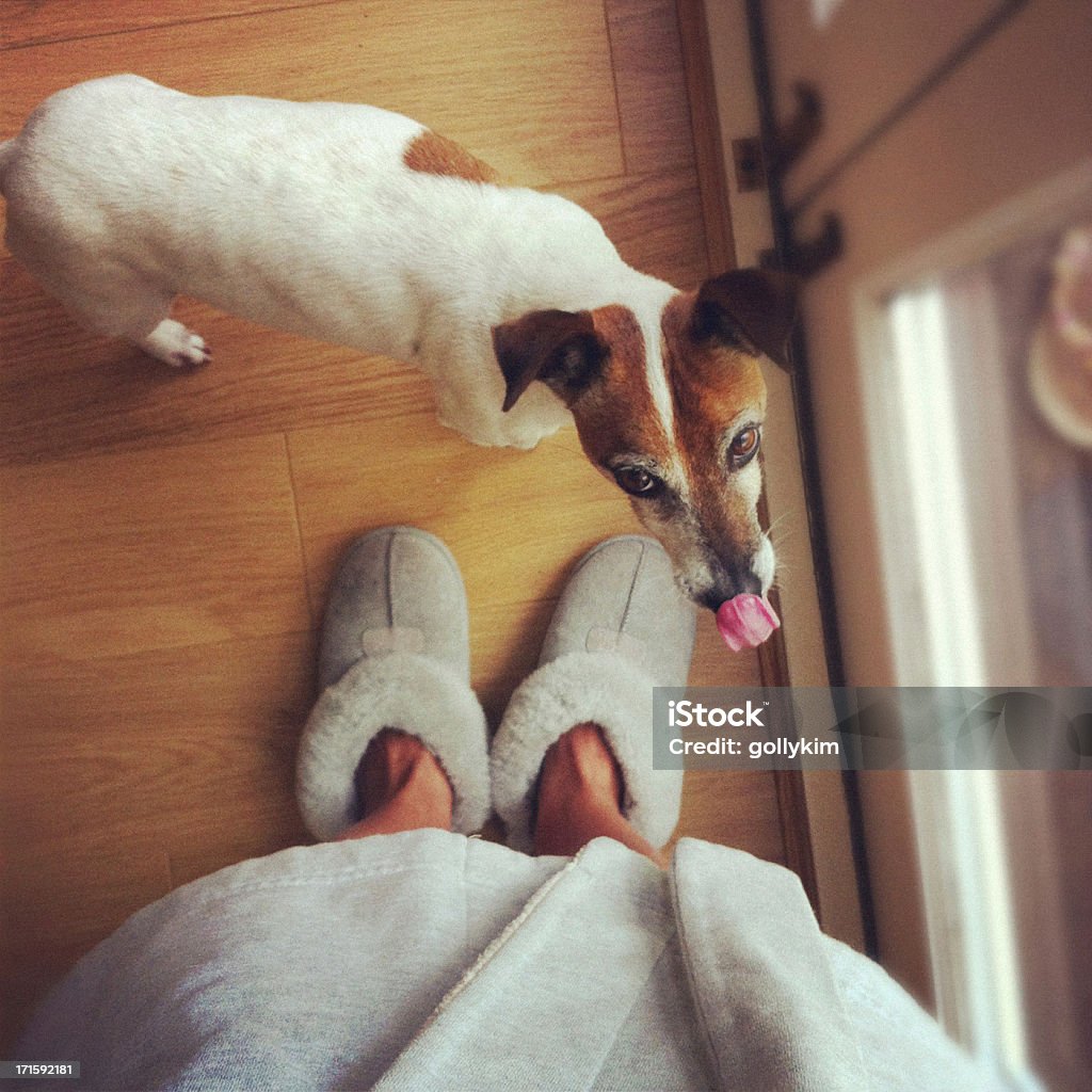 Dog waiting to go outside Woman in robe and slipper letting her dog out in the morning. Slipper Stock Photo