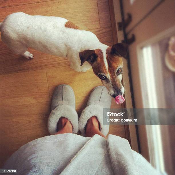 Dog Waiting To Go Outside Stock Photo - Download Image Now - Slipper, Dog, Women