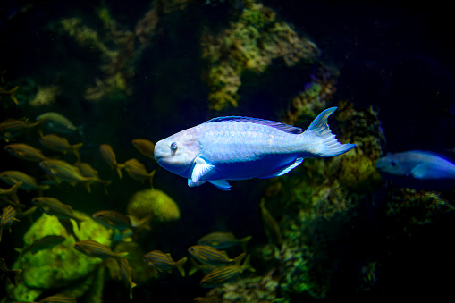 Parrotfish swimming.