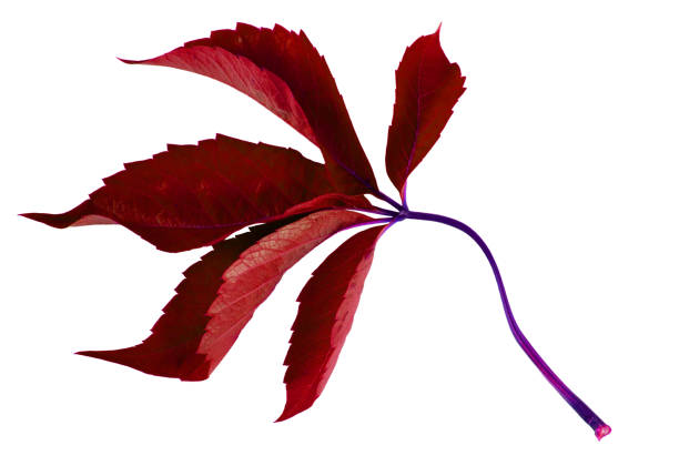 Burgundy wild grape leaf close up isolated on white background