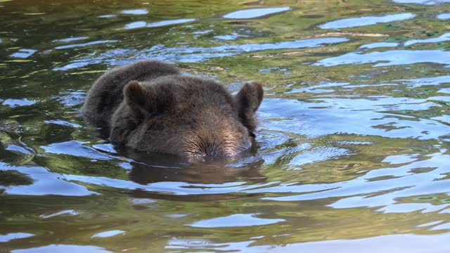 Grizzly Brown Bear Swimming In The River Looking For Food. - closeup