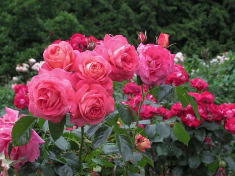 Beautiful Bright Closeup Pink Roses Blooming In Summer