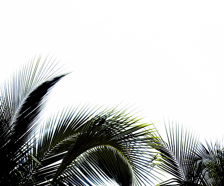 Close up palm trees over white