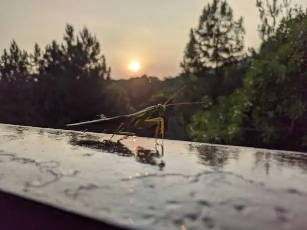 Photo of praying mantis with sunrise background