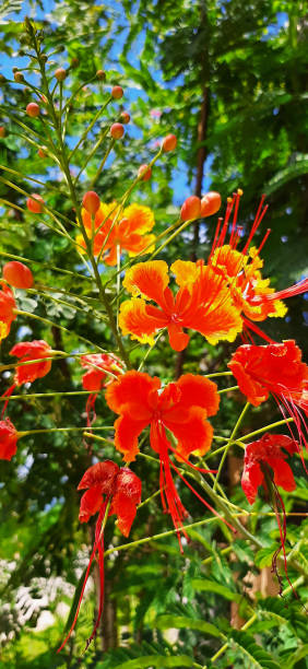 istock Wildflowers, red-orange 1716023008