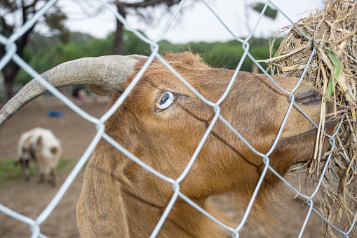 Goats in captivity within an animal reserve