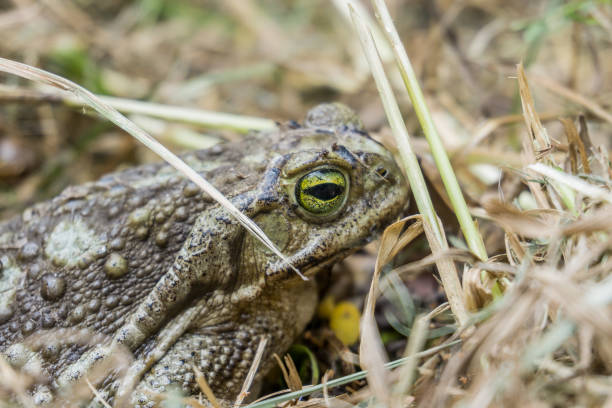 istock Toad using the grass in the backyard of a house as its habitat 1716023037