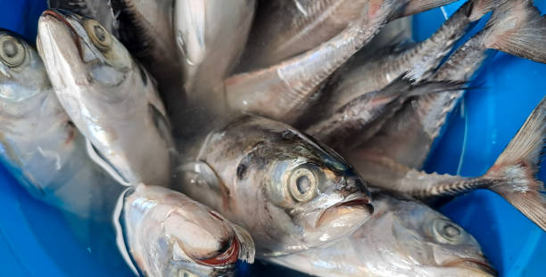 istock Fresh fish in box with ice at the fish market 1716046284