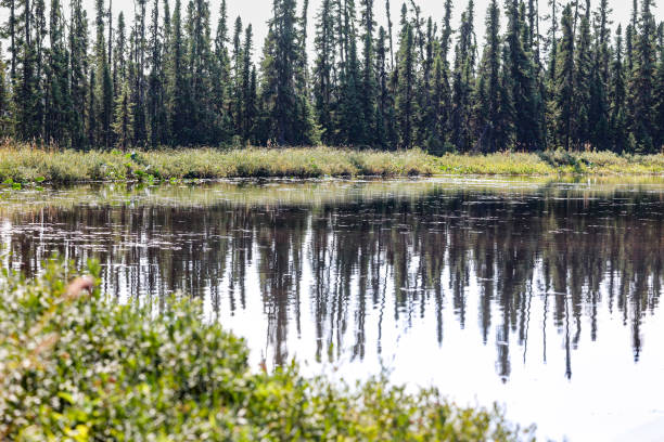 istock Reflecting sky upon a marshy pond in Alaska 1716047892