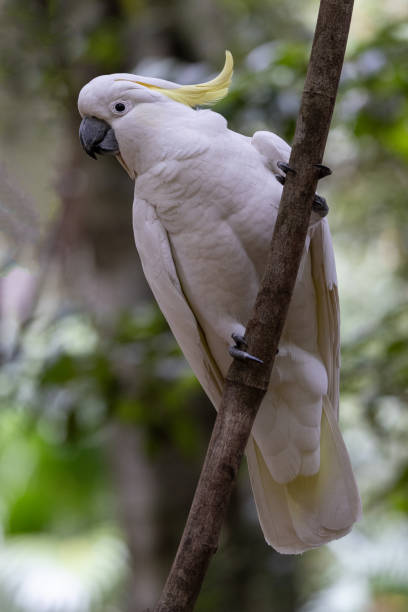 istock Sulphur-crested Cockatoo 1716061159
