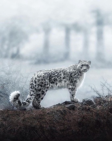 A Rare Look at the Majestic Snow Leopard's Captivating Beauty