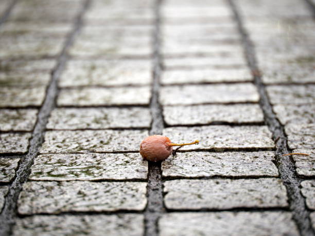 Tokyo, Japan - October 4, 2023: Ripe gingko nuts fallen on a street on a rainy morning