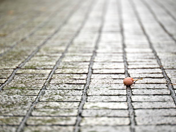 Tokyo, Japan - October 4, 2023: Ripe gingko nuts fallen on a street on a rainy morning