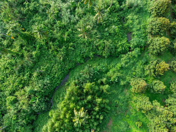 istock Topview green forest on the world. Ecosystem ecology healthy environment. Natural background. 1716097142