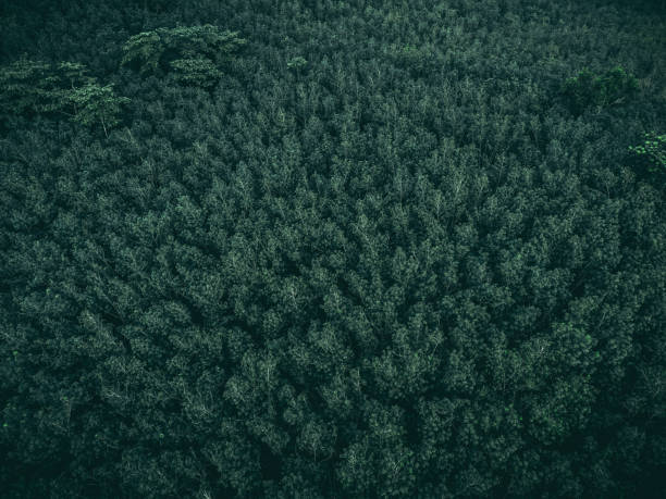 istock Topview green forest on the world. Ecosystem ecology healthy environment. Natural background. 1716097663