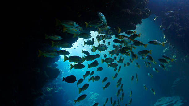 istock Shoal of fish inside a cave in beautiful blue light 1716098175