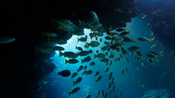 istock Shoal of fish inside a cave in beautiful blue light 1716098176