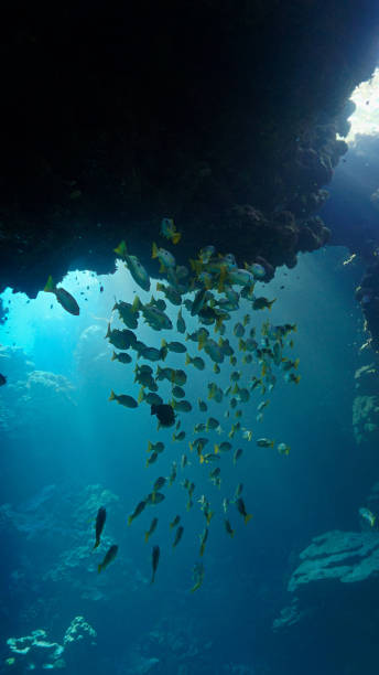 istock Shoal of fish inside a cave in beautiful blue light 1716098177