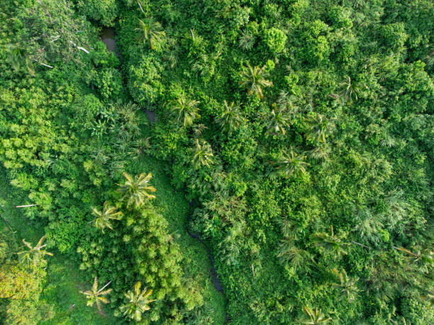istock Topview green forest on the world. Ecosystem ecology healthy environment. Natural background. 1716098191