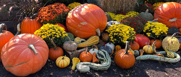 Photograph of a selection of pumpkins, gourds and squashes in a variety of shapes, sizes and colours. Fall pumpkins. Autumn pumpkins. Halloween display of pumpkins. Seasonal display for October. Harvest and Thanksgiving celebrations.