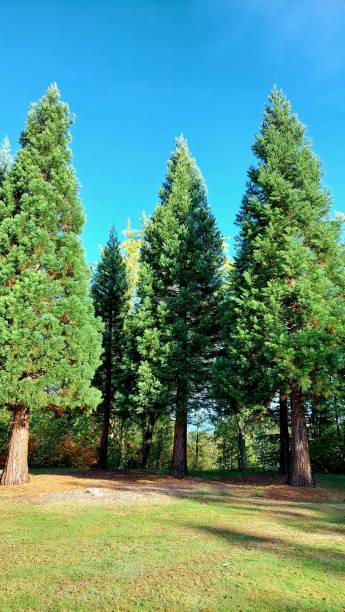 Beauty Christmas trees
