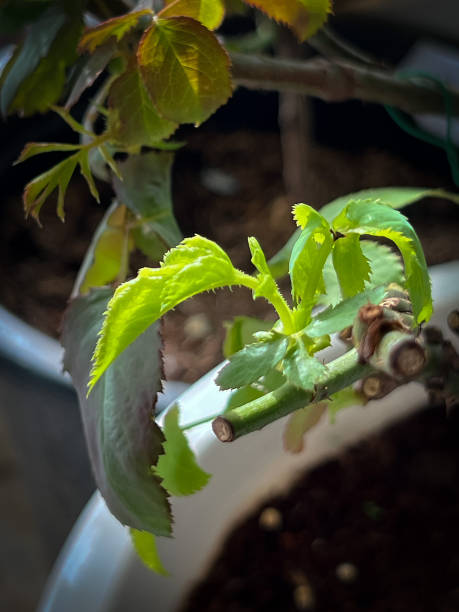 istock New sprout rose,rose bud emerge,for growing,young leaf,prepare for soft pinch technic 1716164907