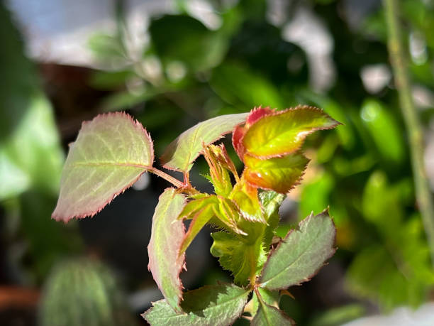 istock New sprout rose,rose bud emerge,for growing,young leaf,prepare for soft pinch technic 1716169325