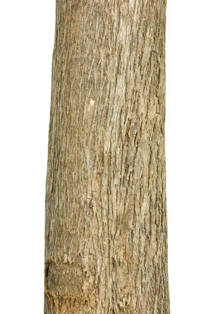 Photo of Trunk of a Tree Isolated On White Background