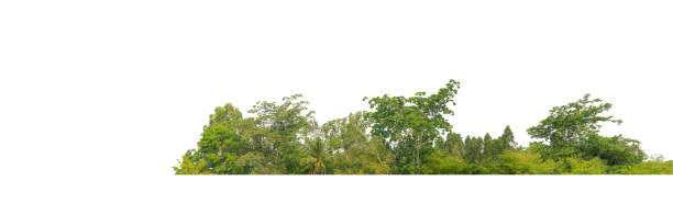 istock Green Trees isolated on white background. are Forest and foliage in summer for both printing and web pages 1716174440