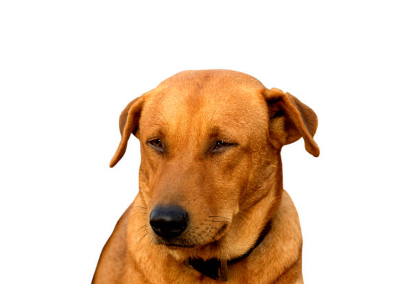istock Red male dog  isolated  white background for both printing and web pages with cut path and alpha channel 1716175019