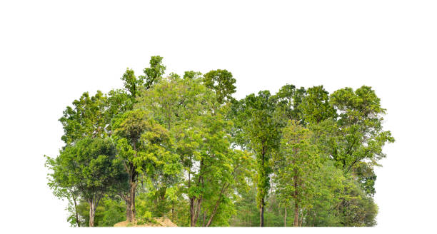 istock Green Trees isolated on white background. are Forest and foliage in summer for both printing and web pages 1716175039