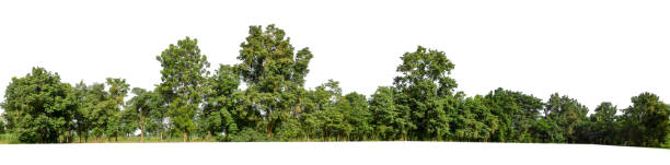 istock Forest and foliage in summer for both printing and web pages isolated on white background 1716175056