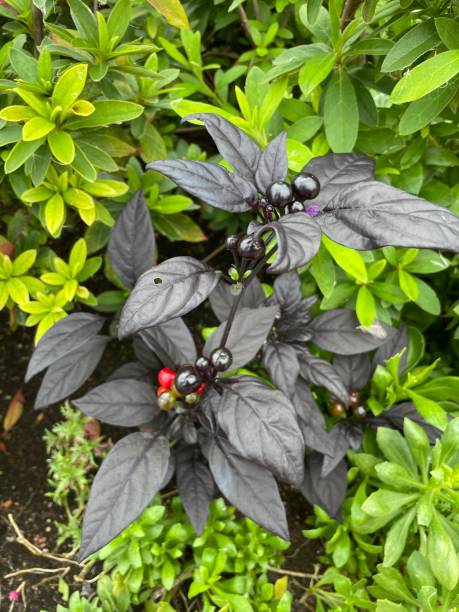 istock Ornamental peppers called 