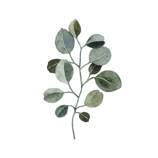 istock Watercolor eucalyptus green leaf branch illustration isolated on white background 1716208949