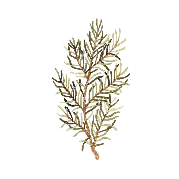 istock Watercolor winter greenery leaf, fir branch, pine twig illustration isolated on white background 1716208959