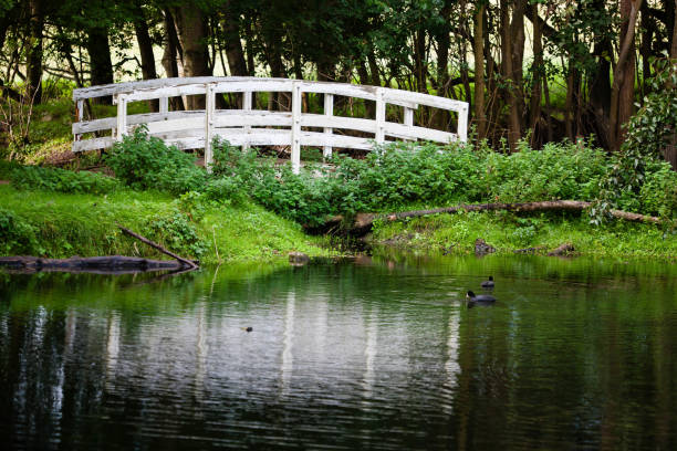 October 23,  2023: Beautiful idyllic shot with a small white bridge spanning a stream running into a small lake. On the bank lies dark colored tree logs and lush green colors are everywhere. Two coots are swimming creating ripples in the water
