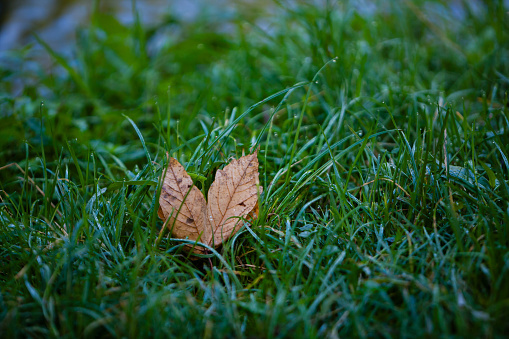 October 23, 2023: A beautiful simple shot of a brown leaf standig upright in grass covered with droplets of dew. A very nice contrast of colors brown and green