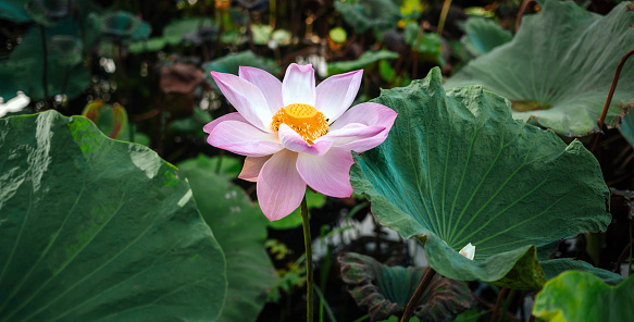 isolated sacred lotus - lat. nelumbo nucifera - on white background. The sacred lotus is the symbol of buddhism