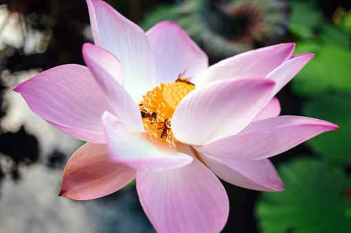 Close-up of beautiful pink Indian lotus bud flower blooming with a swarm of bees and Bee on Pollen a lotus flower