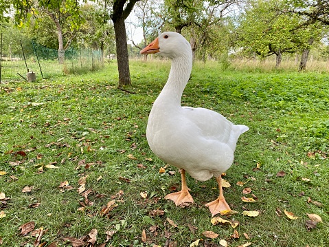 Large white domestic goose standing in garden.