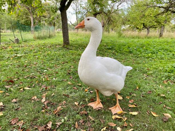 Beautiful white domestic goose stock photo