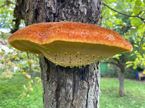 Close shot of a Polypores growing on an apple tree. Polypores are also called bracket fungi or shelf fungi.