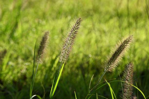 istock Dwarf fountain grass ( Pennisetum alopecuroides ). Poaceae perennial plants. 1716228117